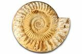 Cut & Polished Jurassic Ammonite (Perisphinctes) Fossil #369799-5